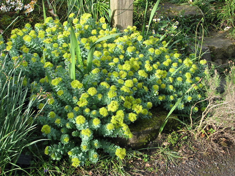 Rhodiola