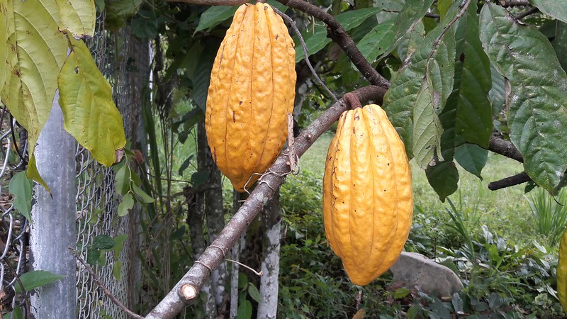 Theobroma Cacao